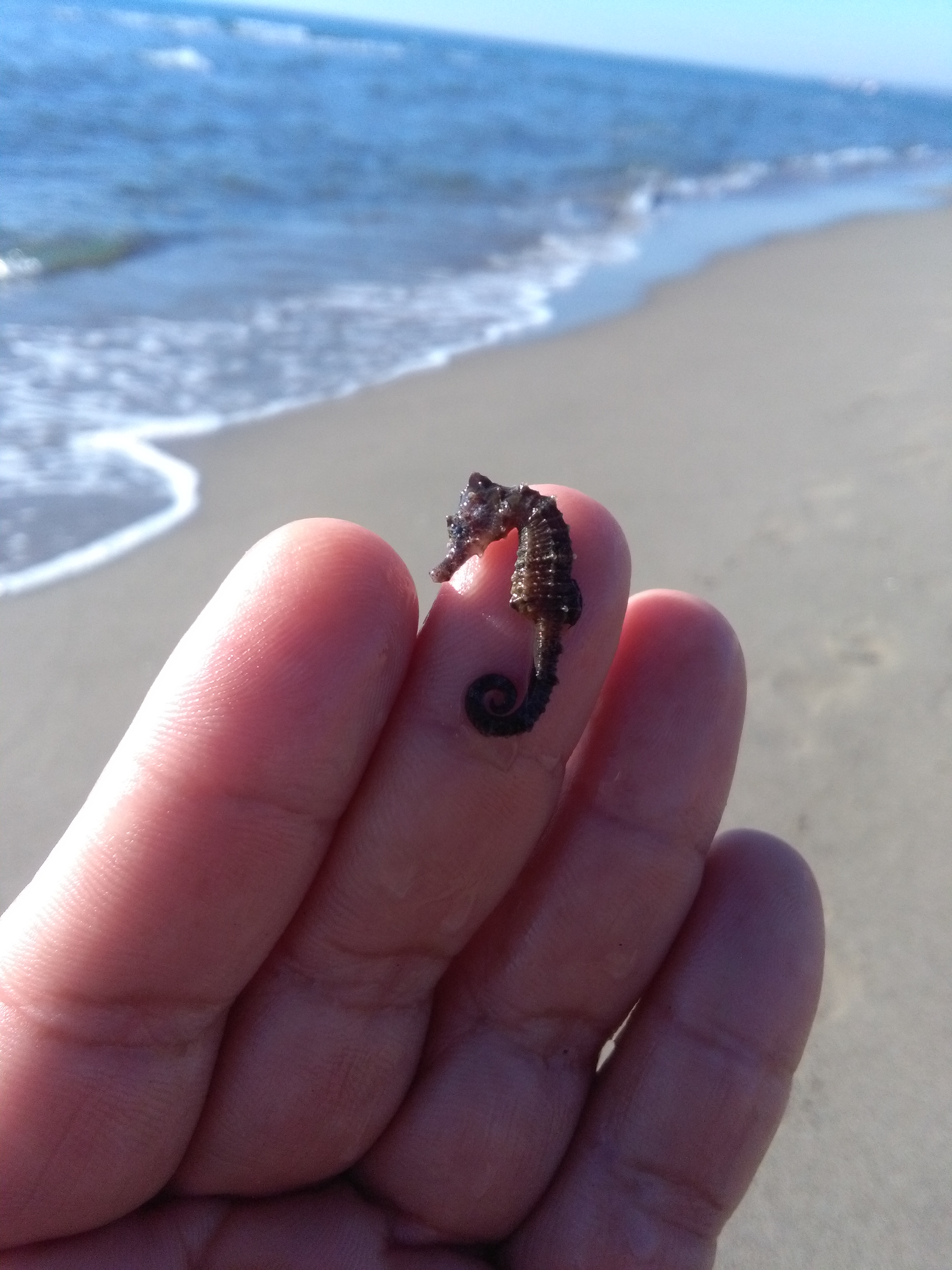 L’esperienza di un lettore: Trovato un cavalluccio marino sulla spiaggia di Maccarese
