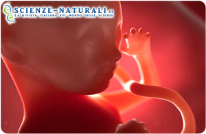 Gravidanza: il feto impara a distinguere le lingue già nell’utero