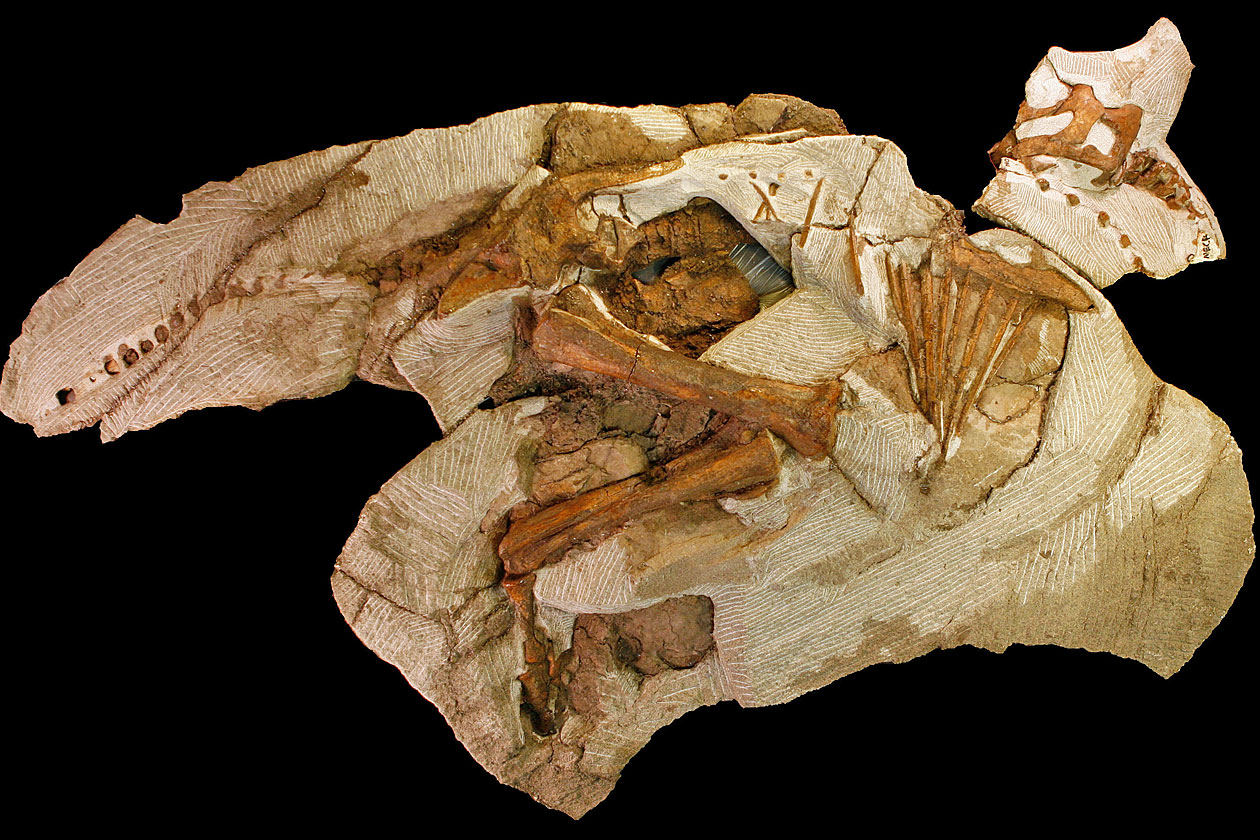 Ritrovato lo scheletro di un cucciolo di dinosauro