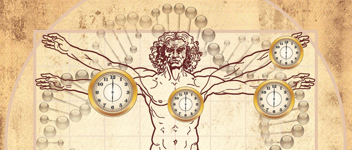 Scoperto l’orologio biologico che misura l’età dei tessuti umani