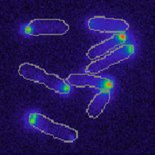 Batteri geneticamente uguali possono comportarsi in modi diversi