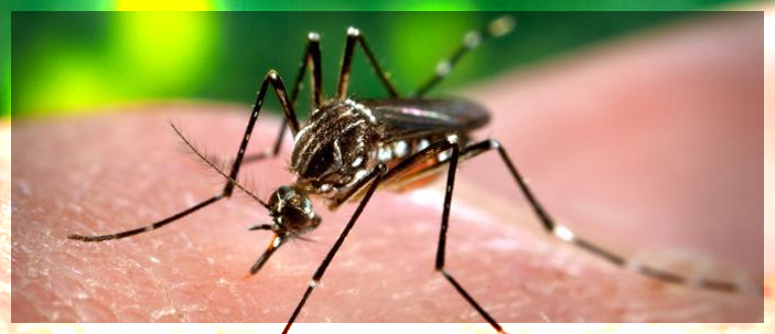 Dengue la febbre emorragica in rapida diffusione