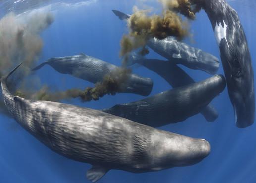Rivalutata la funzione delle balene come stabilizzatrici dell’ecosistema marino