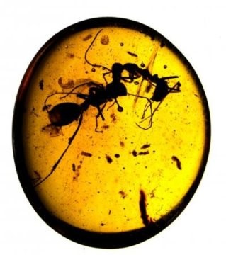 La lunga storia delle formiche come animali sociali