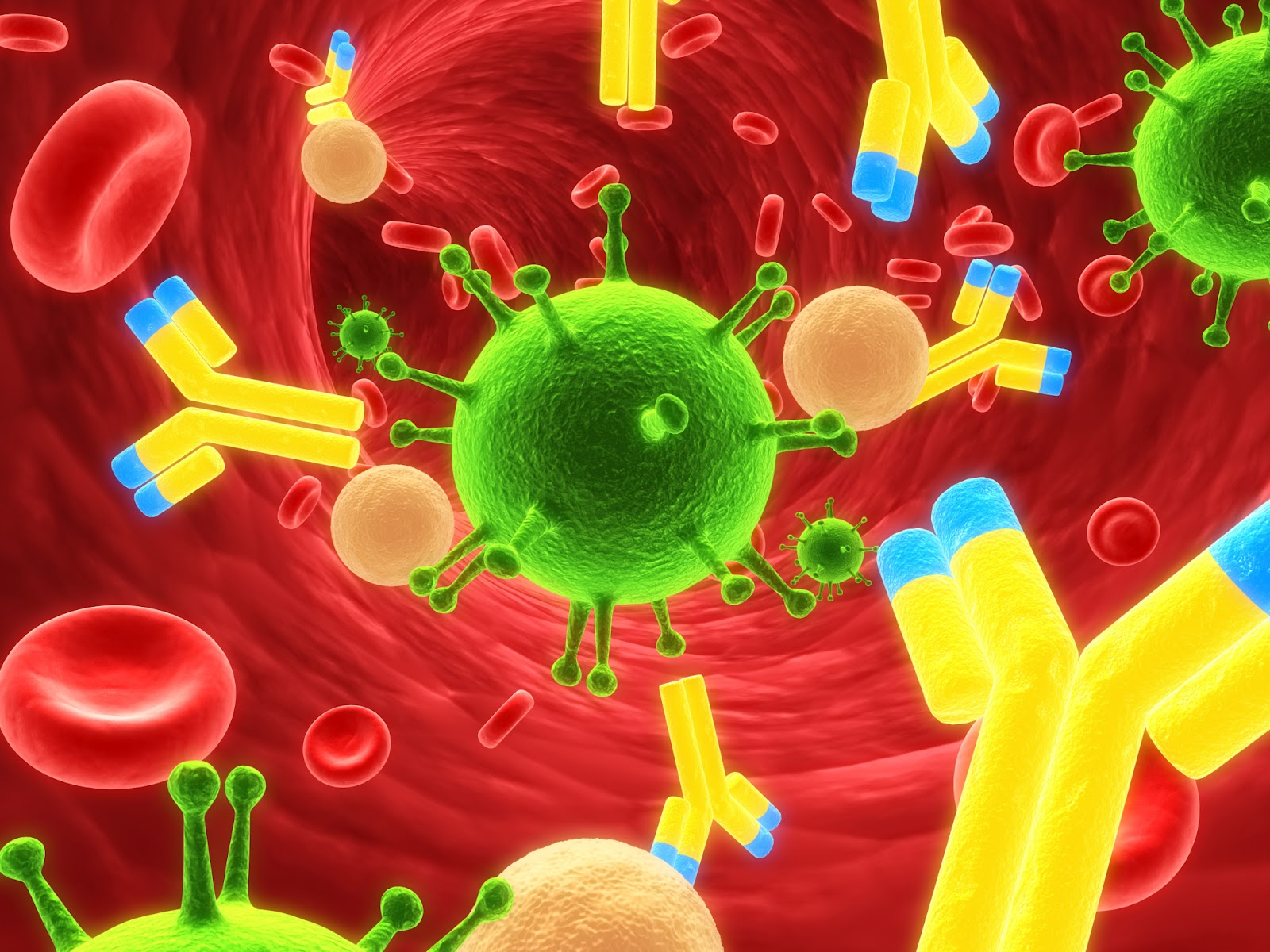 Il passaggio degli anticorpi ai tessuti nervosi ed il ruolo dei linfociti T CD4 helper