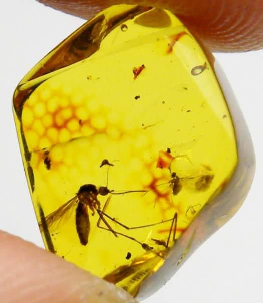 Dalla lotta per la sopravvivenza all’eternità: l’ambra, la macchina del tempo della Natura