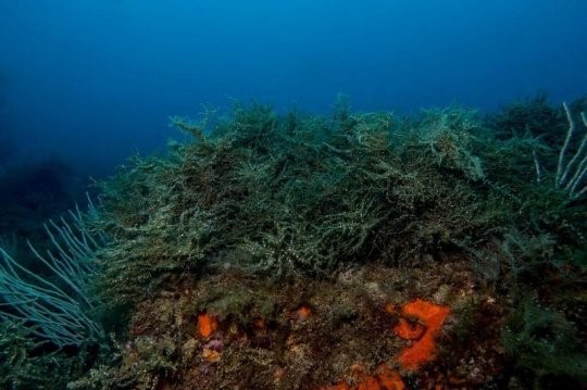 Alghe del Mediterraneo e attività umane