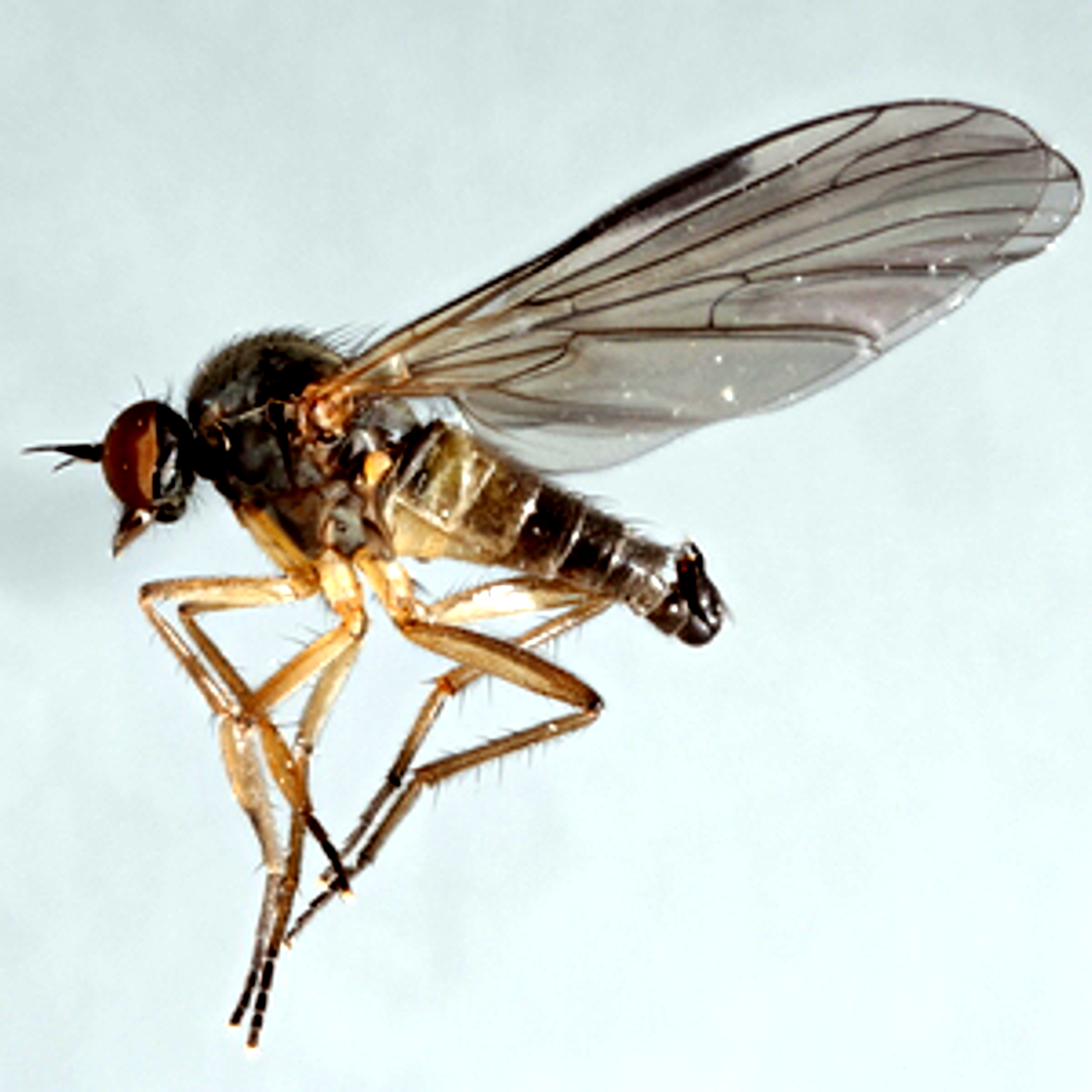 Come varia la comunicazione negli insetti: il caso di Hilara sartor