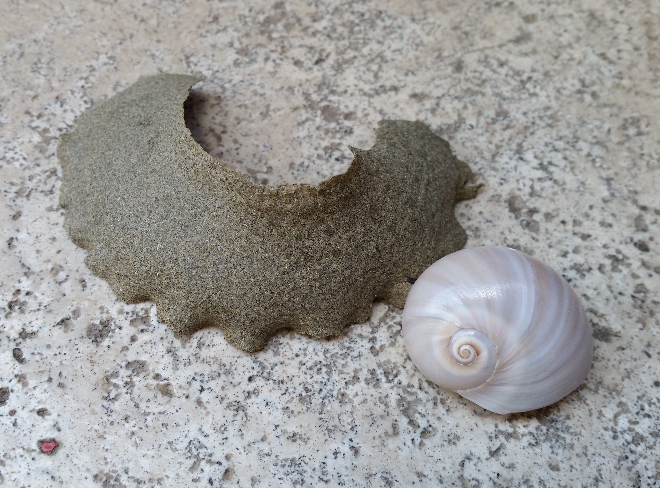 Per ammirare il ricamo della Vita basta una passeggiata in spiaggia: le ovature dei Gasteropodi Naticidi