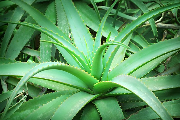 Dall’Aloe vera un possibile aiuto per curare l’AIDS?