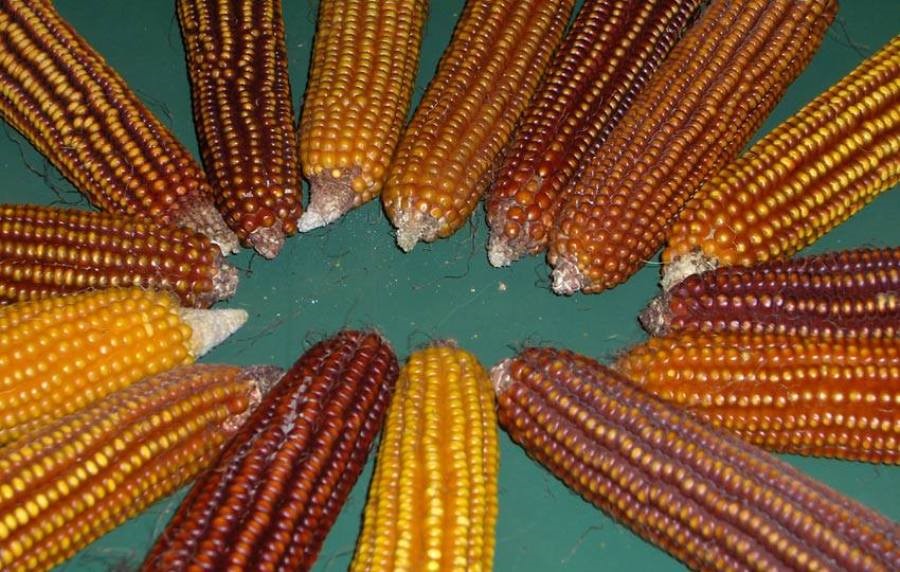Come è cambiata l’agricoltura: l’evoluzione storica del mais